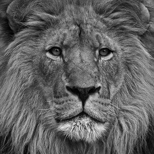 Meet your Posher, Brigham